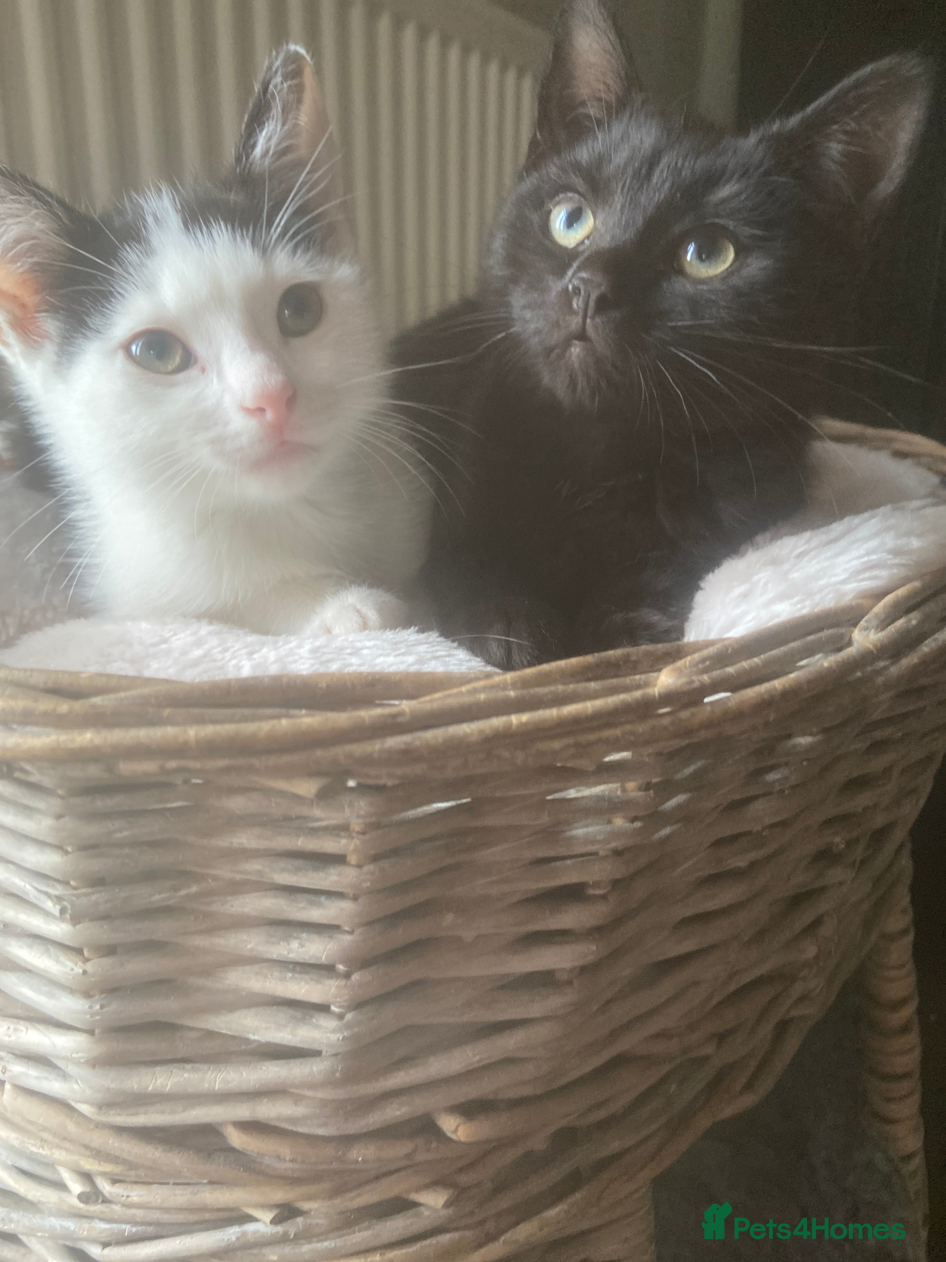 Mixed Breed cats Beautiful loving kittens - Advert 14