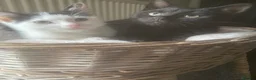 Mixed Breed cats for sale: Beautiful loving kittens - Advert 1