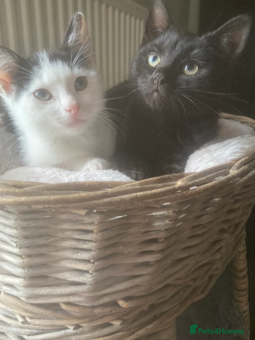 Mixed Breed cats for sale: Beautiful loving kittens - Advert 1