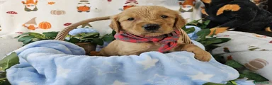 Golden Retriever Puppy 1