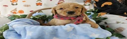 Golden Retriever dogs for sale: Delightful KC registered golden retriever puppies - Advert 2