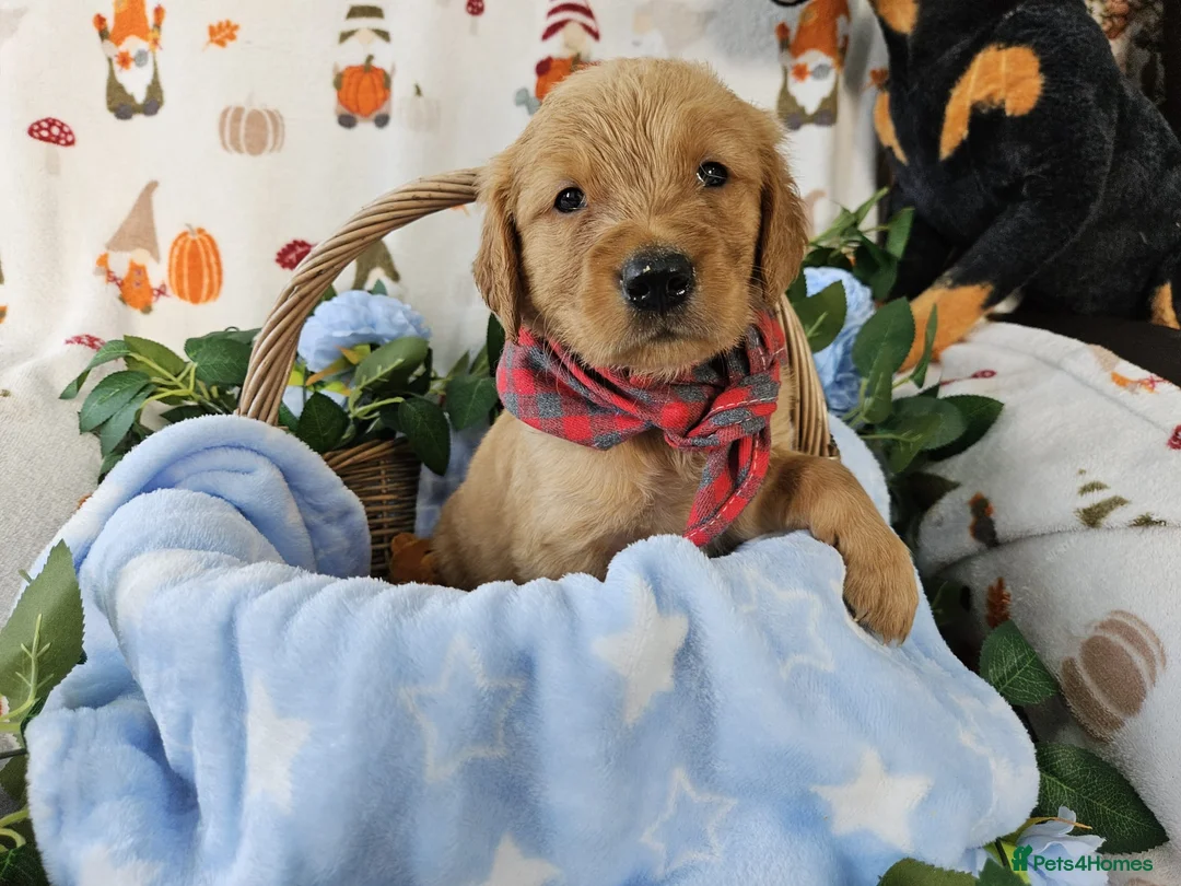 Golden Retriever dogs for sale: Delightful KC registered golden retriever puppies - Advert 2