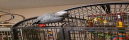 Parrots birds for sale: African grey  - Advert 2