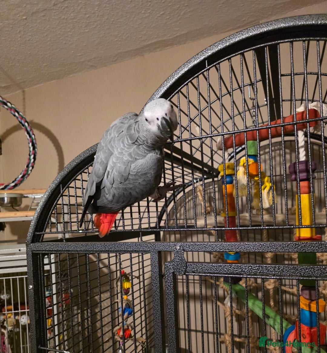 Parrots birds for sale: African grey  - Advert 2