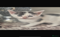 Mixed Breed cats for sale: Beautiful tabby kittens  - Image 3
