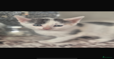 Mixed Breed cats - Advert 13
