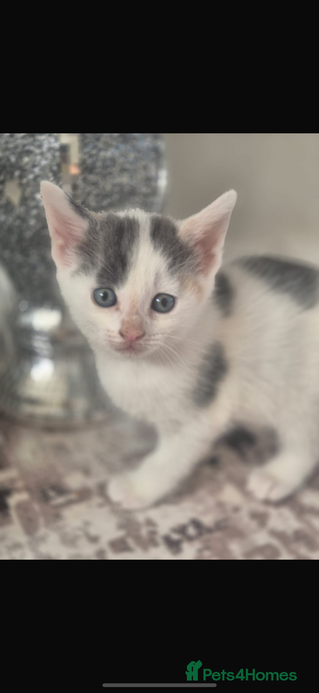 Mixed Breed cats for sale: Beautiful tabby kittens  - Image 3