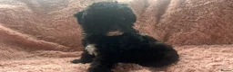 Shihpoo dogs for sale: Imperial shihtzu x toy poodle puppies   - Advert 7