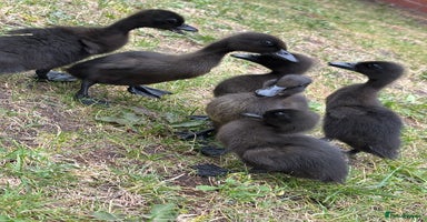 Ducks poultry in Tamworth - Advert 11