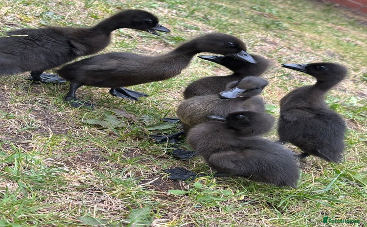 Ducks poultry in Tamworth - Advert 1