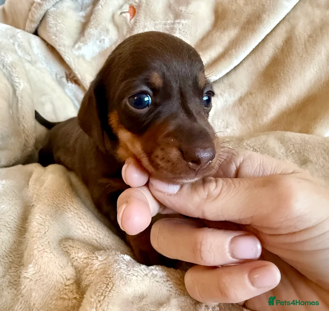 Miniature Dachshund dogs for sale: Miniature dachshund puppies  - Advert 2