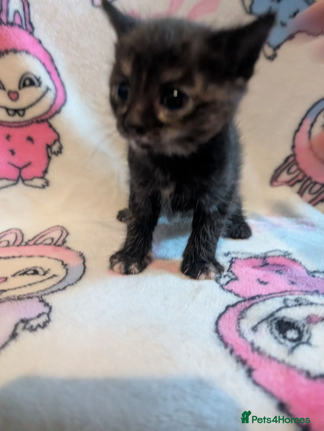 Ragdoll cats for sale: Kittens looking for there forever homes  - Advert 2