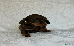 Miniature Dachshund dogs for sale: Photo's do not do this litter justice - Image 9