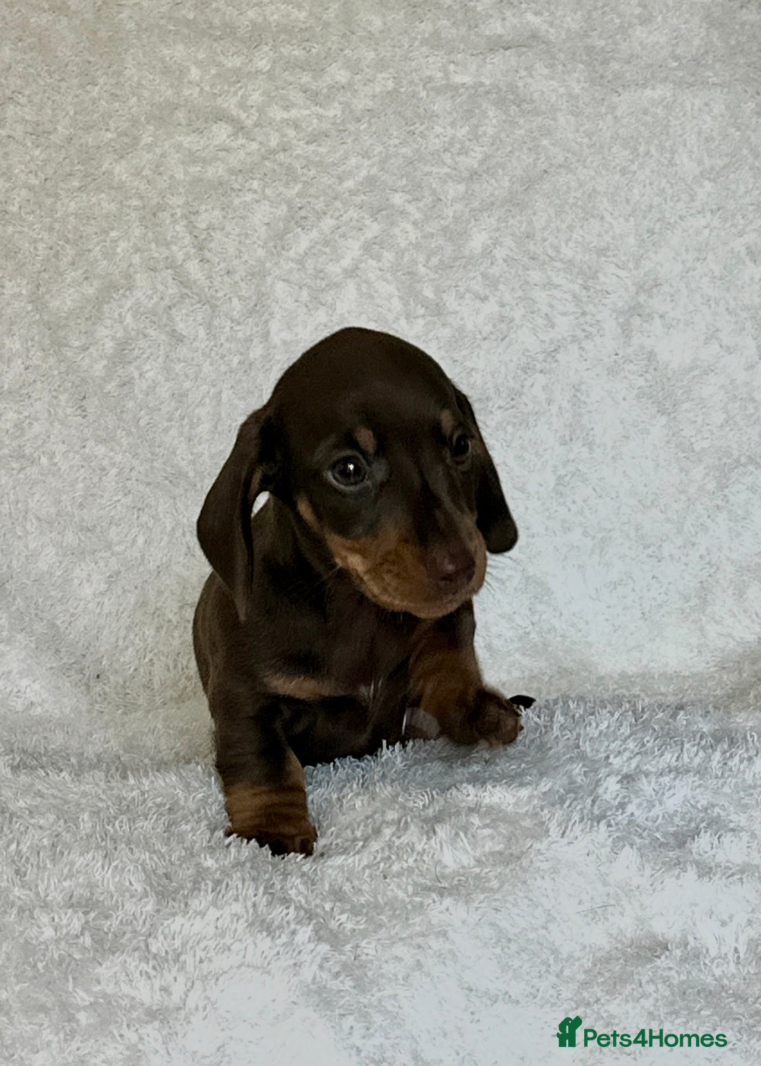 Miniature Dachshund dogs for sale: Photo's do not do this litter justice - Image 9