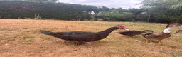 Ducks poultry for sale: Muscovy Ducks for sale - Male & Female - Advert 21