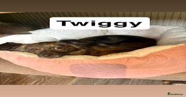 Mixed Breed dogs - Advert 4