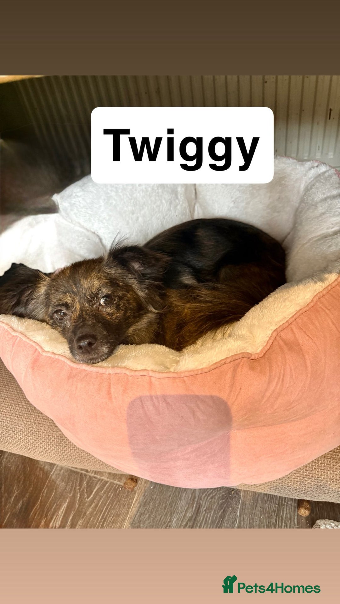 Mixed Breed dogs for adoption: 💖🐶 TWIGGY – A Happy Little Spirit🐶💖 - Image 2