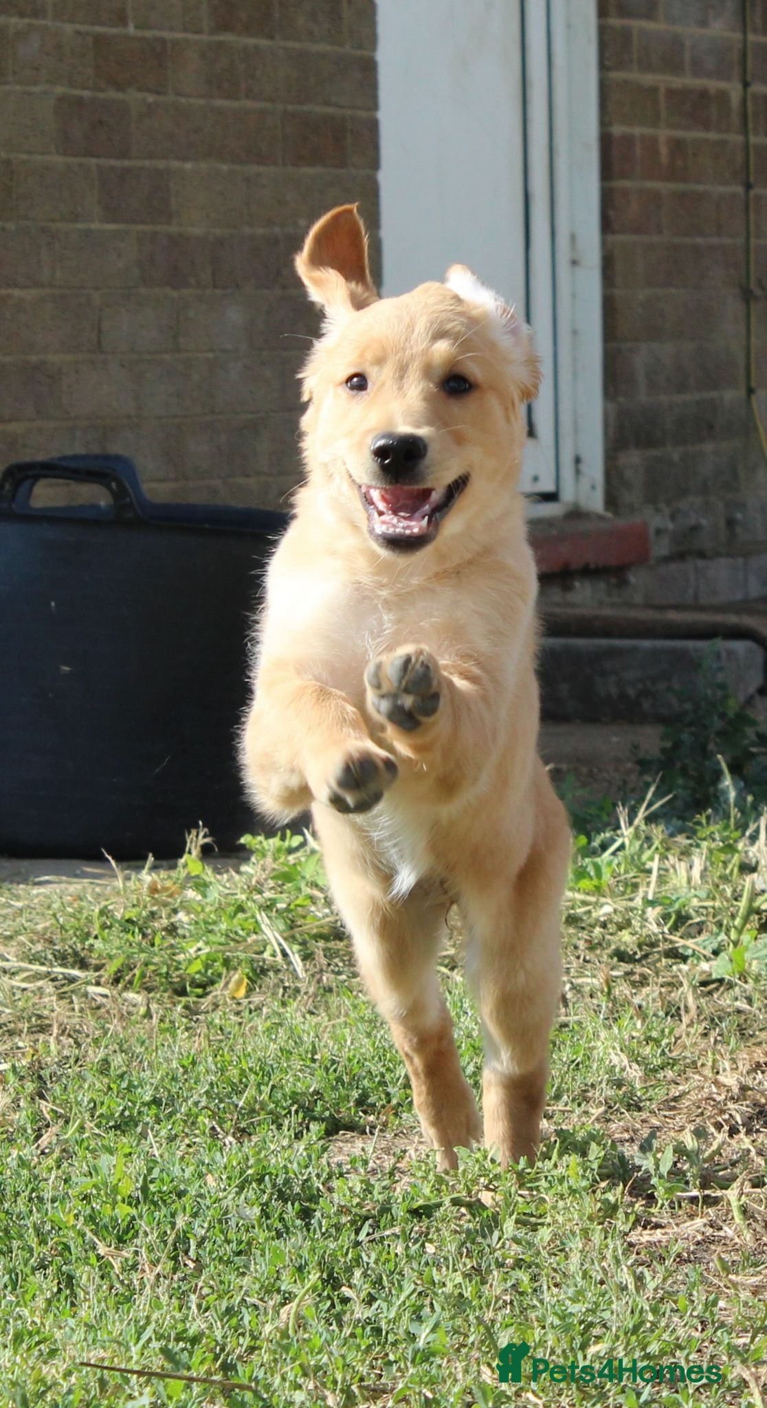Golden Retriever dogs Beautiful female puppy now reduced. - Advert 1