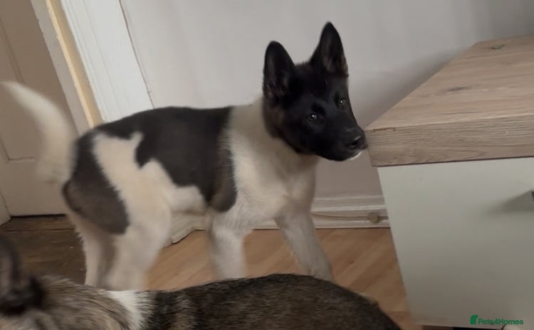 Akita dogs - Advert 3