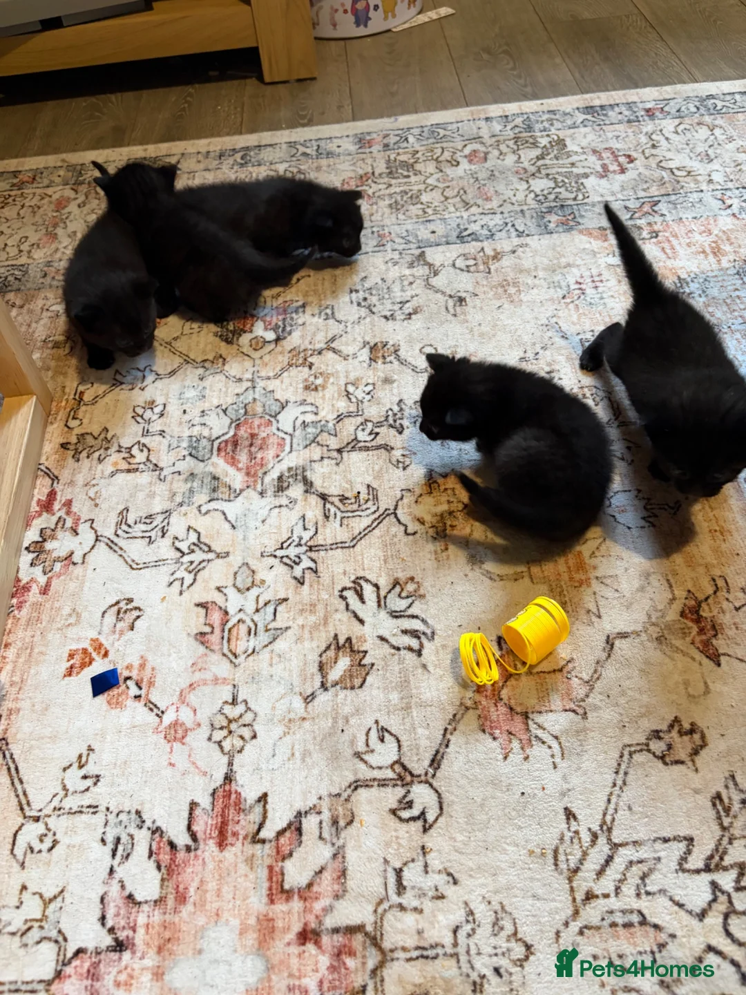 Mixed Breed cats for sale: Black kittens with Ghost stripes  - Advert 14