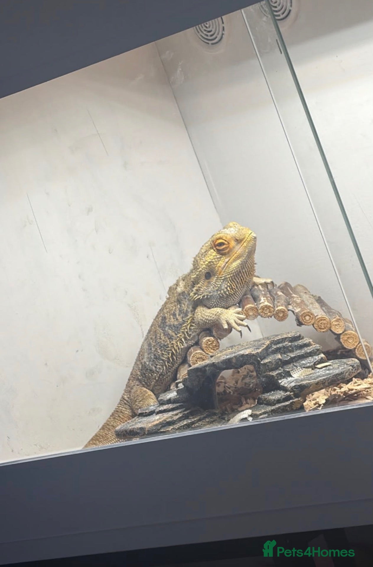 Bearded Dragon reptiles Male bearded dragon - Advert 1