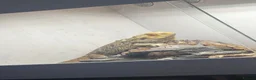 Bearded Dragon reptiles for sale: Male bearded dragon in Gainsborough - Advert 1