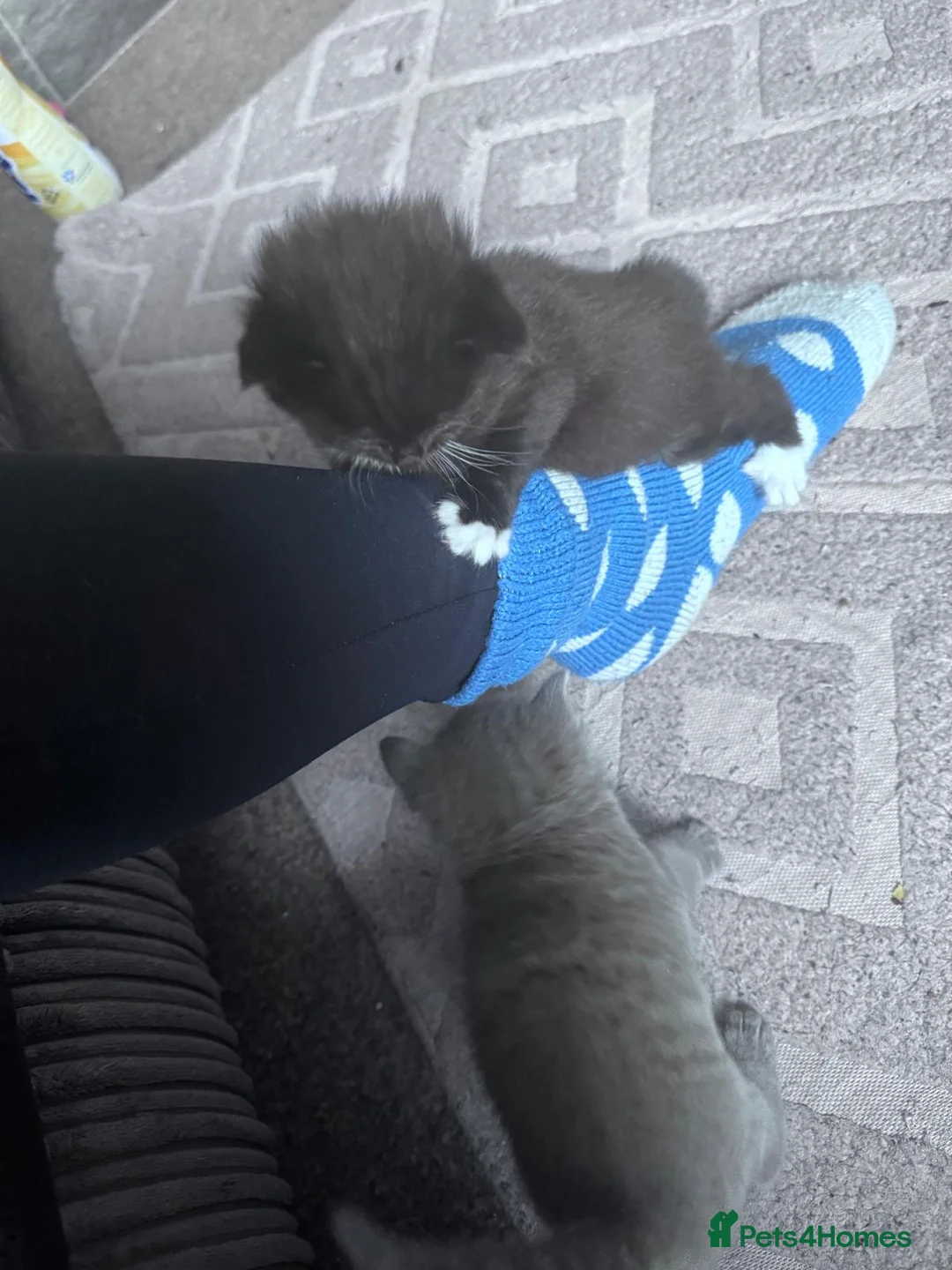 Mixed Breed cats for sale: Beautiful kittens - Advert 1