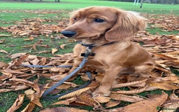 Cockapoo dogs for sale: 8 month puppy - Advert 2