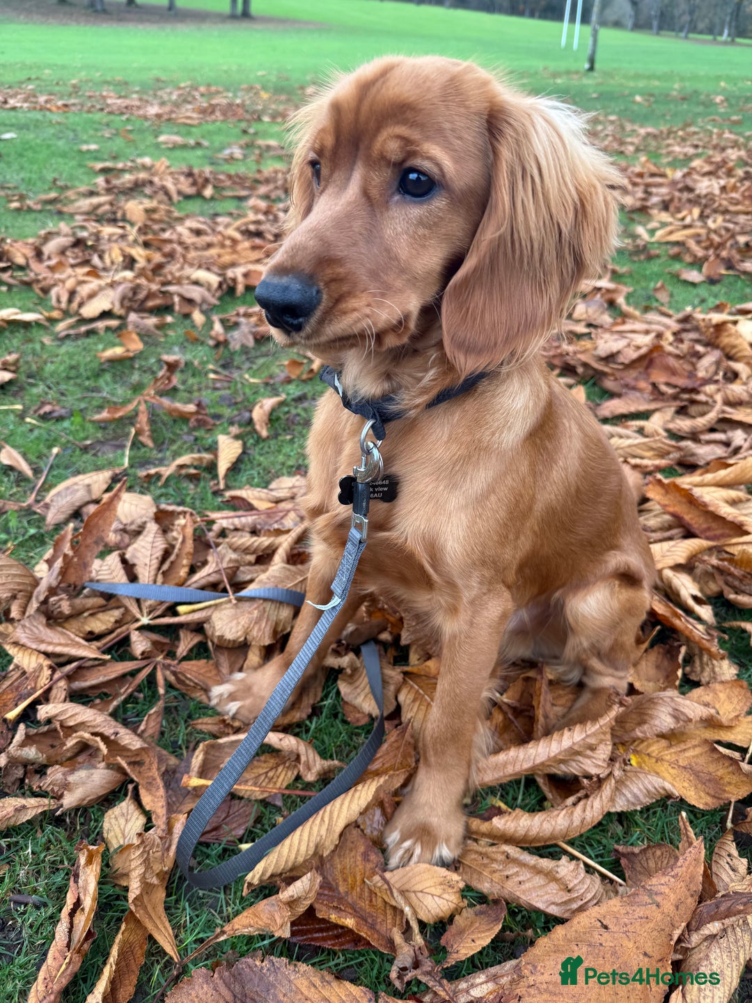 Cockapoo dogs for sale: 8 month puppy - Advert 2