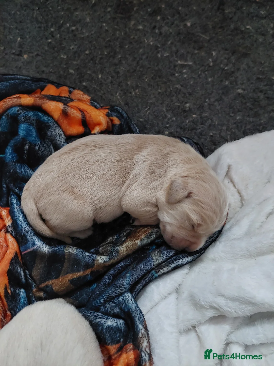 Golden Retriever dogs for sale: Golden retriever puppies  - Advert 2