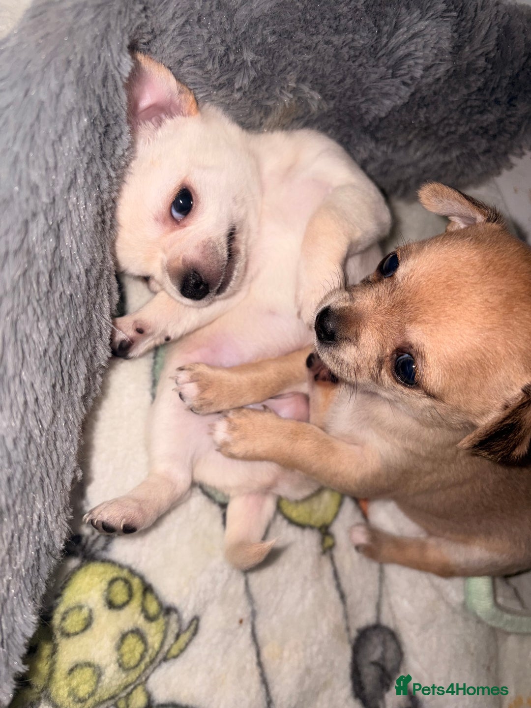 Mixed Breed dogs for sale: Beautiful chihuahua X puppies - Advert 3