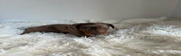 Miniature Dachshund dogs for sale: KC registered minture dashounds  - Advert 4