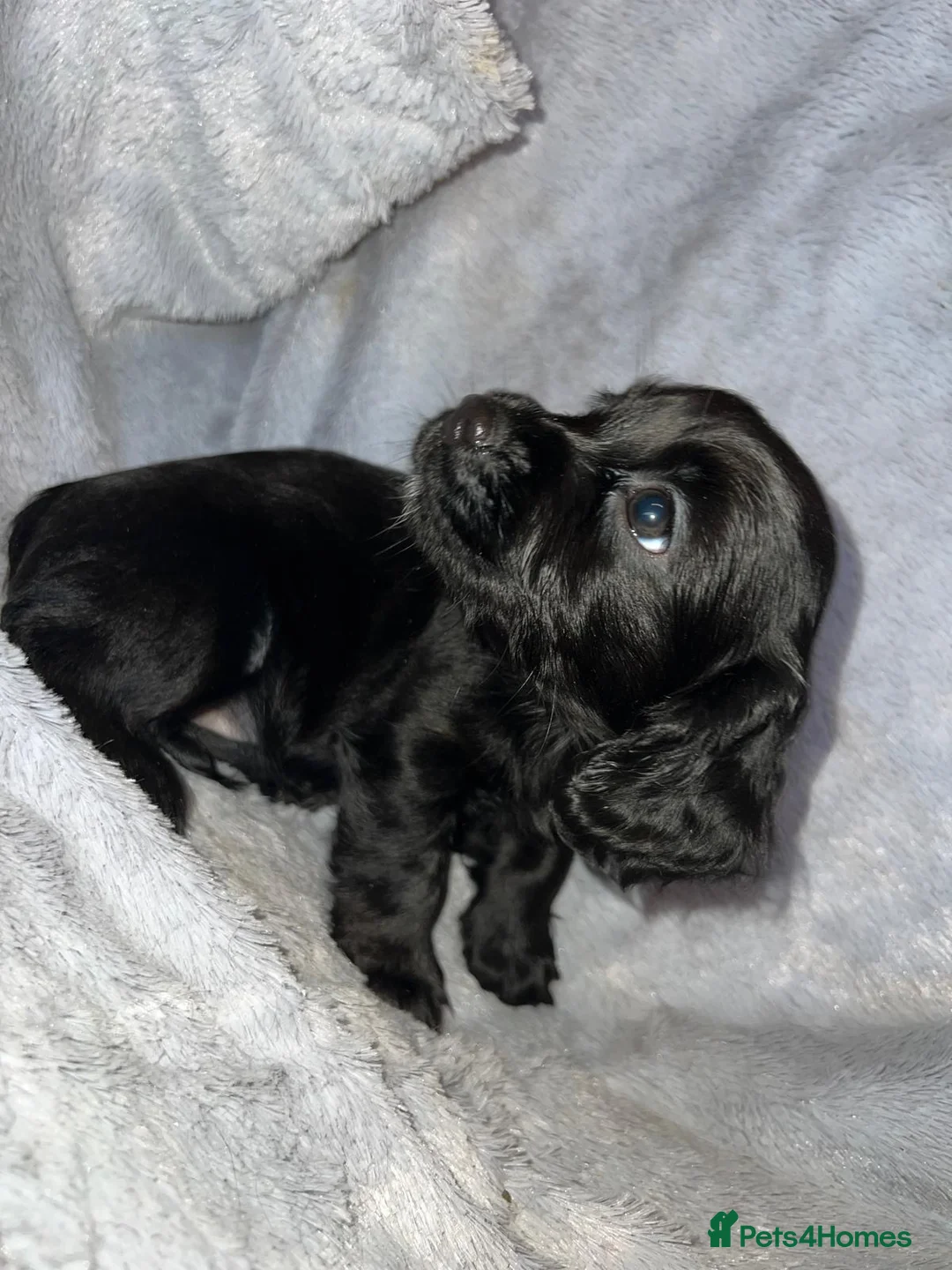 Cockapoo dogs for sale: Beautiful cockapoo puppy’s  - Advert 10