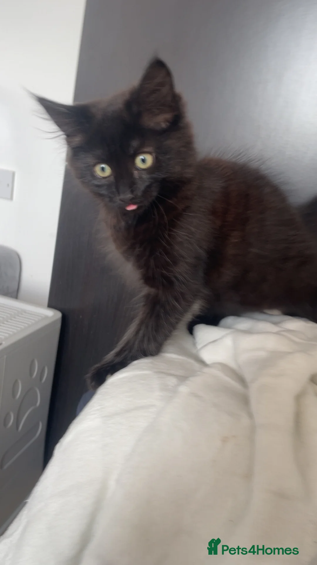 Mixed Breed cats for sale: Female Black kitten for sale - Advert 4