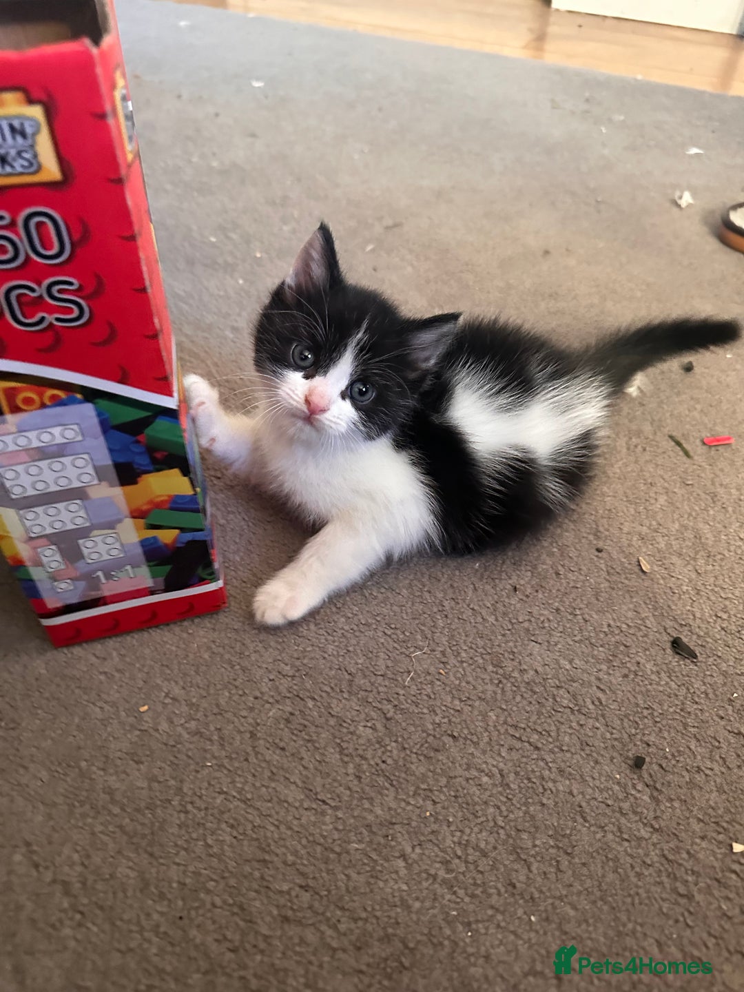 Ragdoll cats for sale: Adorable Ragdoll cross Male Kitten Available  - Advert 1