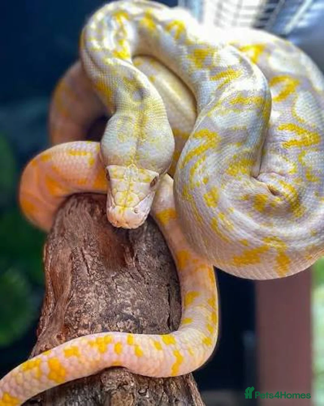 Python Snake reptiles for sale: Python  - Advert 1