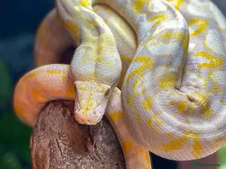 Python Snake reptiles Python - Advert 4