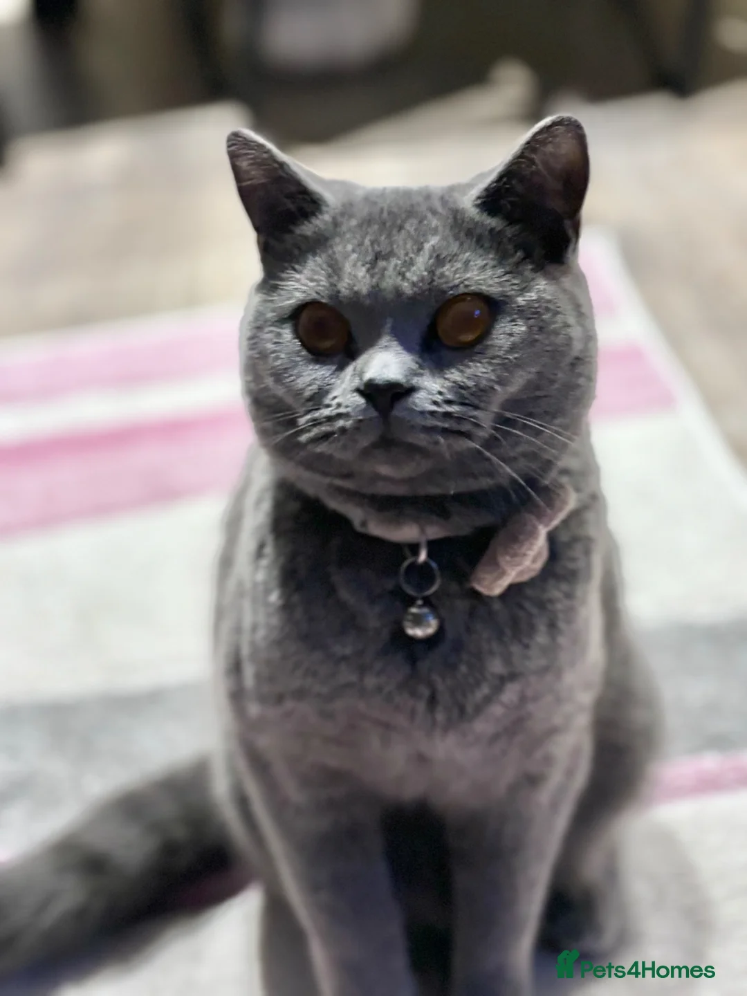 British Shorthair cats for sale: Beautiful British shorthair kittens - Advert 1