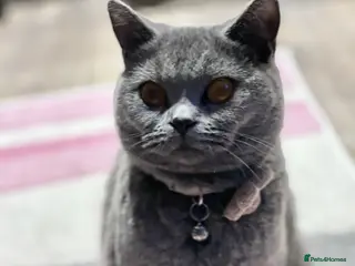 British Shorthair cats Beautiful British shorthair kittens - Advert 2