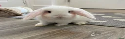 Mini Lop rabbits for sale: Baby Mini Lop Beautiful Girl  in Deal - Advert 3