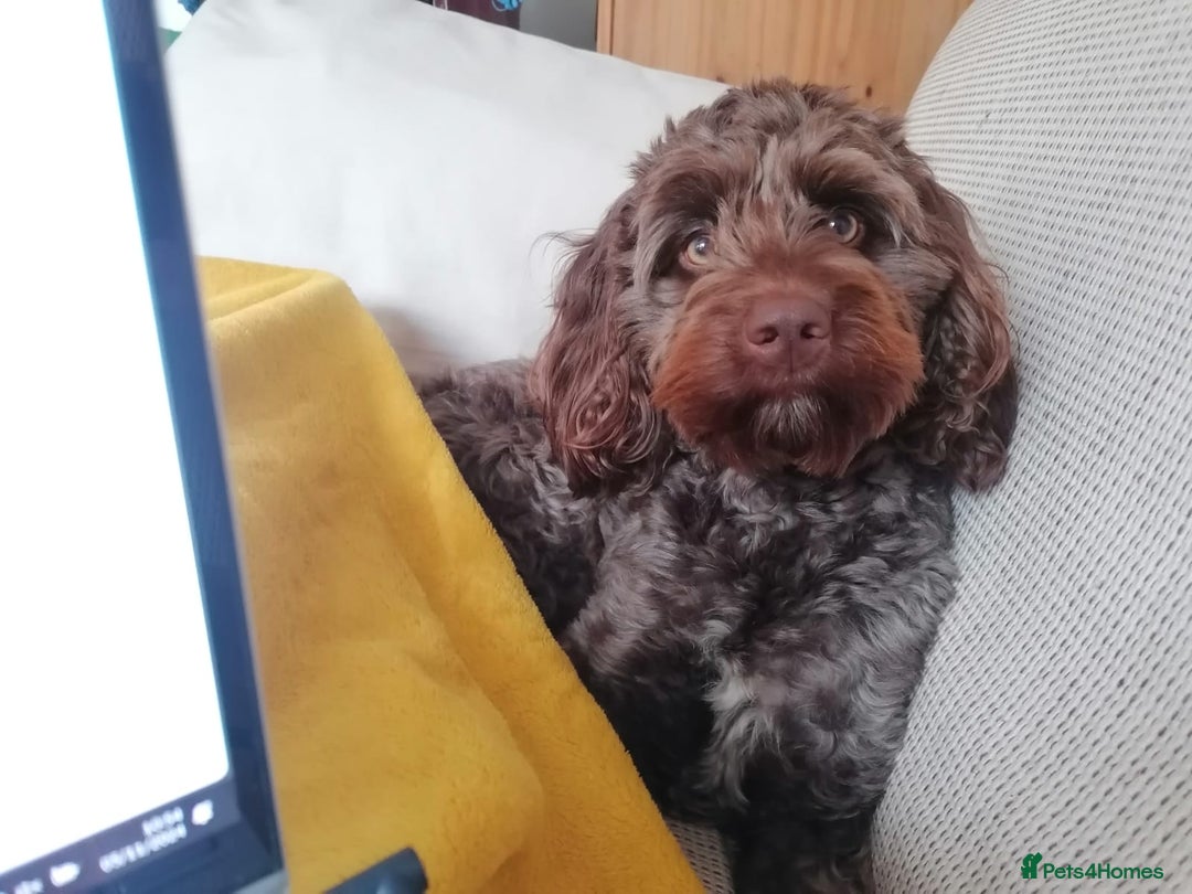 Cockapoo dogs for sale: Adorable Puppies Looking for Their Forever Homes! - Image 19