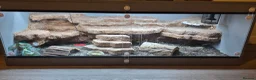 Skink reptiles for sale: Full Setup + Northern Blue Tongue Skink - Advert 3