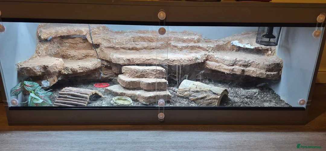 Skink reptiles for sale: Full Setup + Northern Blue Tongue Skink - Advert 3