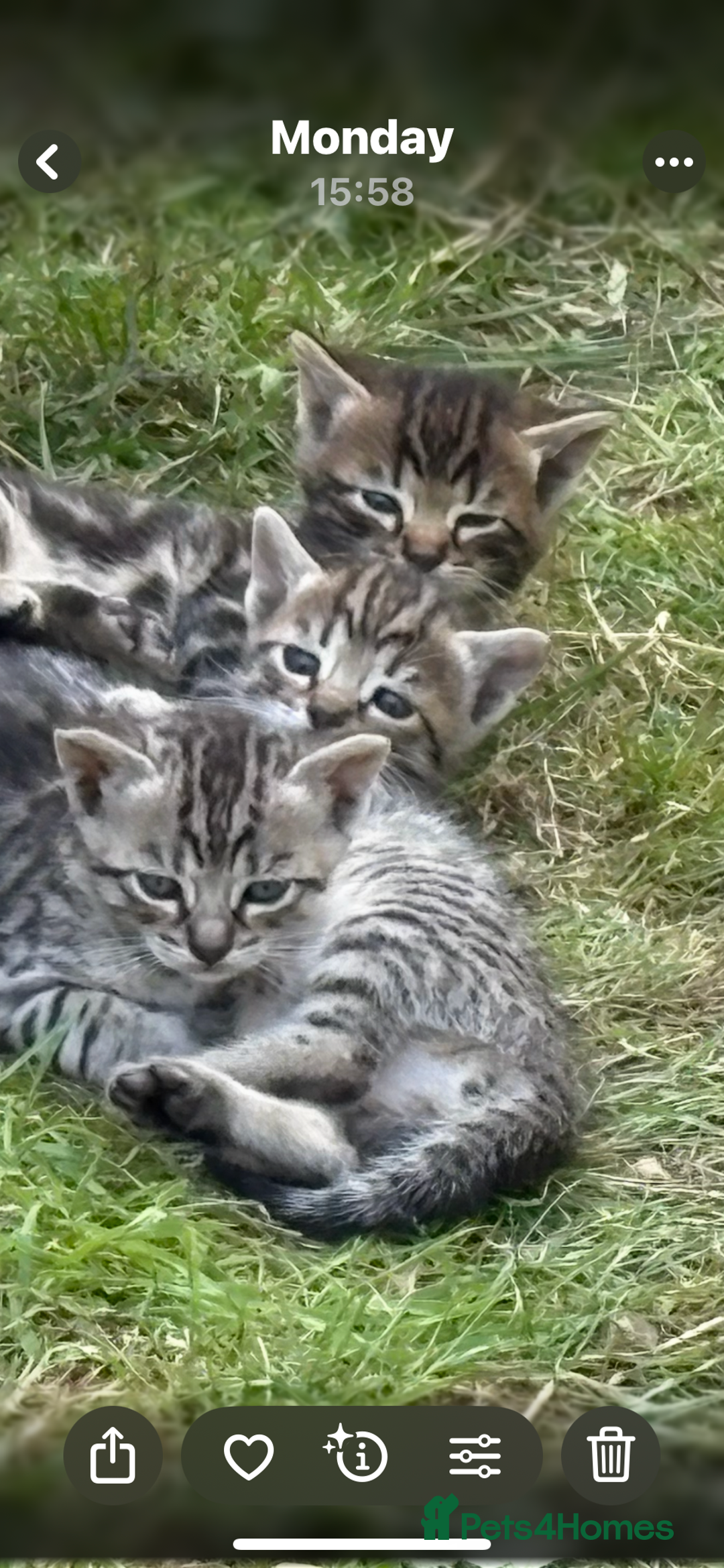 Bengal cats for sale: Beautiful farm reared bengals  - Image 10