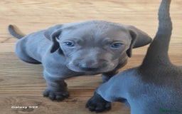 Weimaraner dogs for stud: Blue weimaraner for stud in Elgin - Image 5