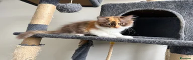 British Longhair 3