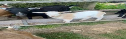 Goats livestock for sale: Pygmy X Female & Wether - Advert 7