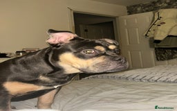 Mixed Breed dogs for sale: Male, 9 months old - Image 3