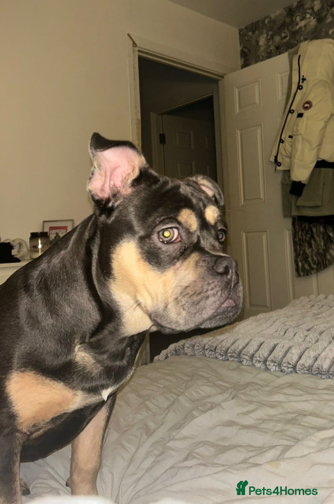 Mixed Breed dogs for sale: Male, 9 months old - Image 3