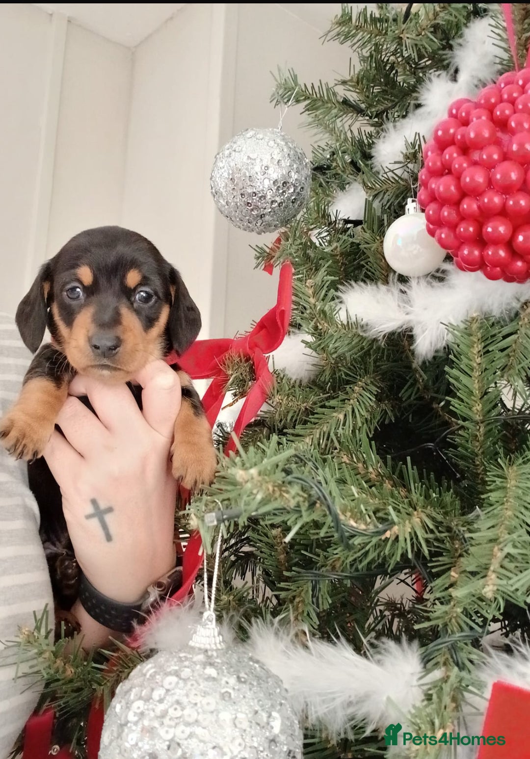 Miniature Dachshund dogs for sale: Miniature Dachshund  - Advert 4